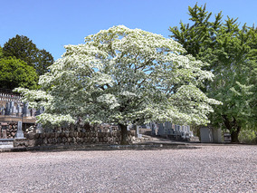 圓福寺のその他イメージ
