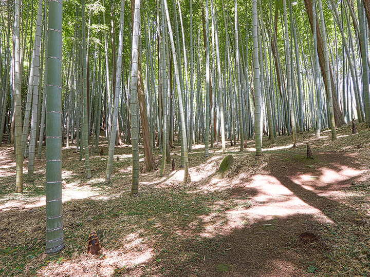 圓福寺のその他イメージ