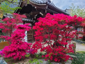 淨國寺のその他イメージ