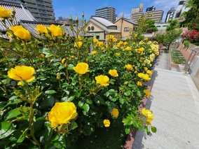 淨國寺のその他イメージ