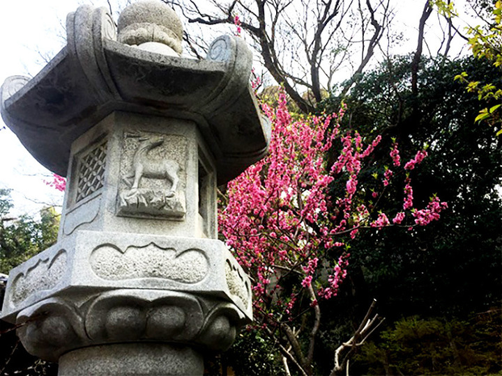 淨國寺の樹木葬その他イメージ