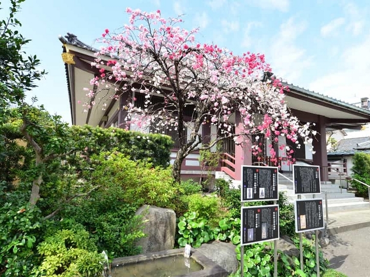 樹王山 光照寺のその他イメージ